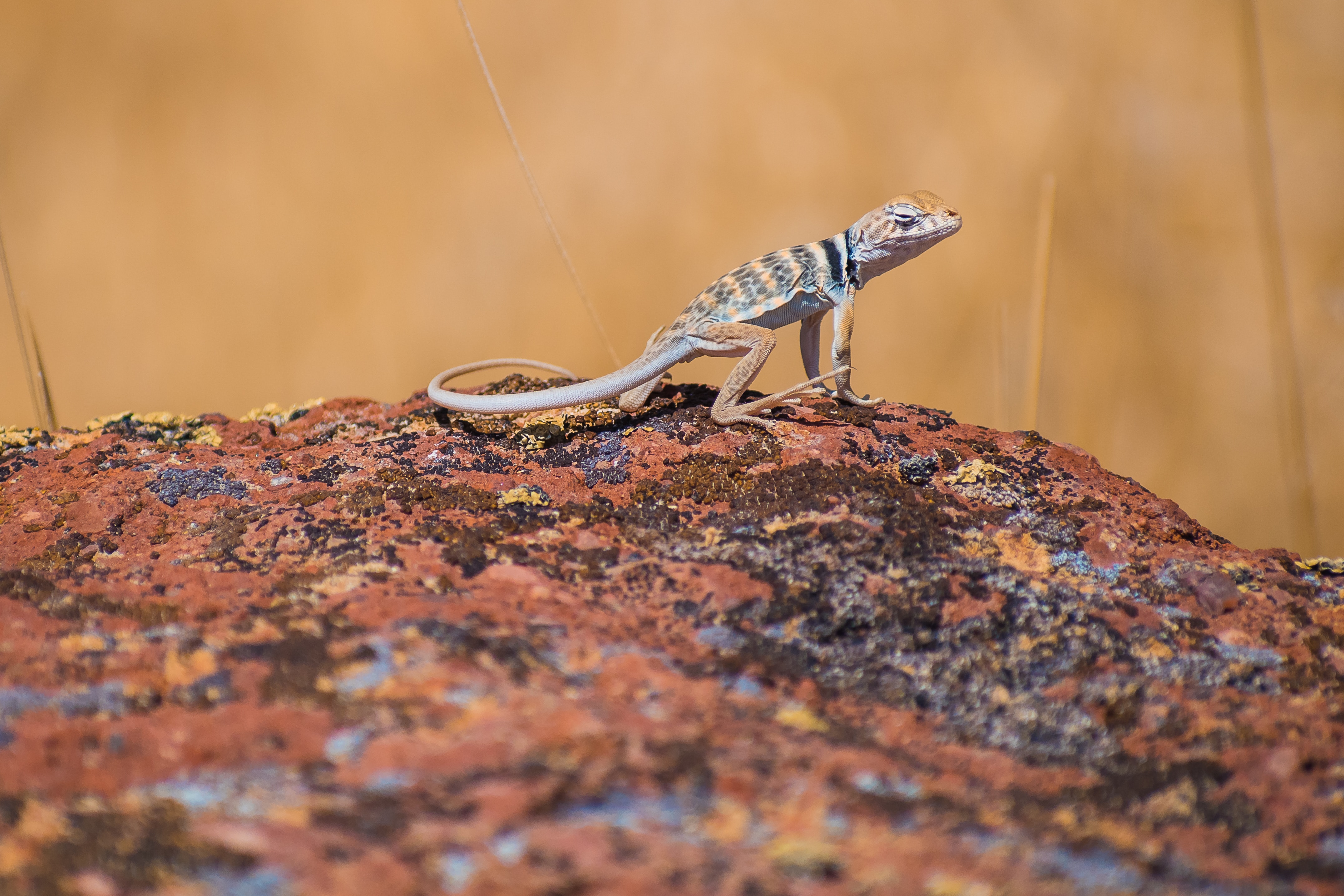 Collared Lizard Facts